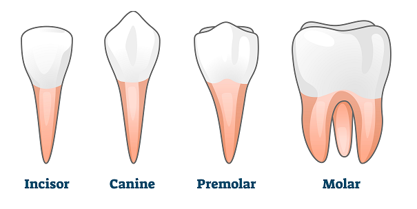 Types of teeth